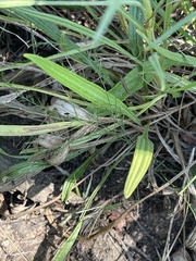 Helichrysum harveyanum