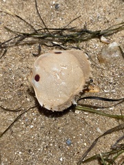 Ovalipes australiensis