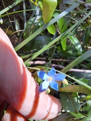 Billardiera heterophylla