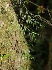 Dendrobium cunninghamii