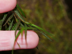 Dendrobium cunninghamii