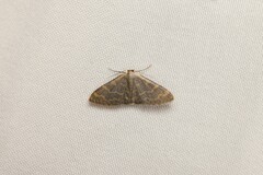 Idaea