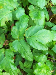 Aegopodium podagraria