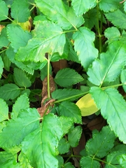 Aegopodium podagraria