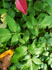 Aegopodium podagraria