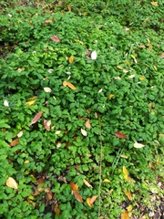 Aegopodium podagraria