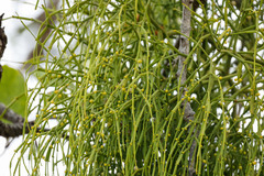 Viscum articulatum