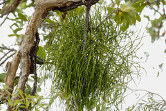 Viscum articulatum