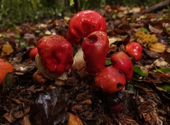 Leratiomyces erythrocephalus