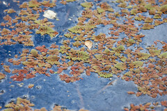 Azolla pinnata