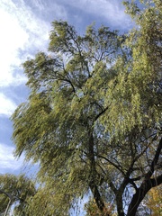 Salix babylonica