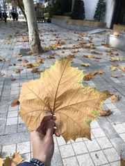 Platanus