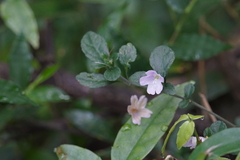 Strobilanthes tetrasperma