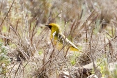 Epthianura aurifrons