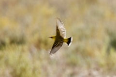 Epthianura aurifrons
