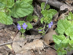 Veronica calycina
