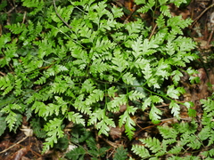 Pteris macilenta