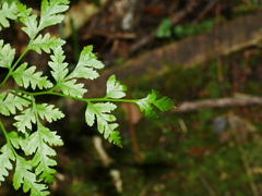 Pteris macilenta