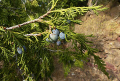 Juniperus procera