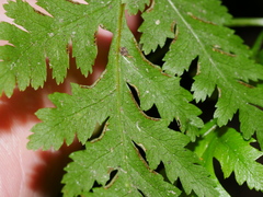 Pteris macilenta