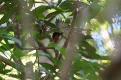 Hemixos castanonotus