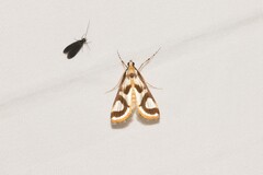 Theila siennata