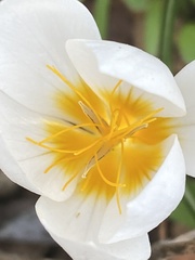 Crocus hyemalis
