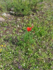 Lilium pensylvanicum