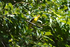 Pericrocotus speciosus