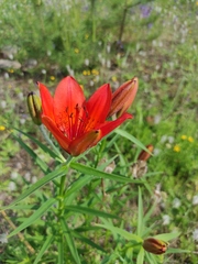 Lilium pensylvanicum