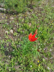 Lilium pensylvanicum
