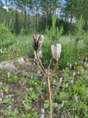 Lilium pensylvanicum