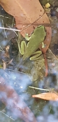 Ranoidea caerulea