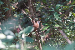 Pterorhinus pectoralis