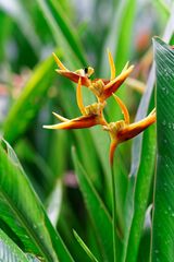 Heliconia psittacorum