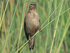Euplectes progne
