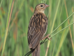 Euplectes progne