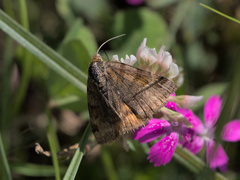 Euclidia glyphica