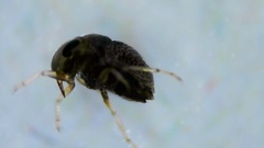 Helotrephidae