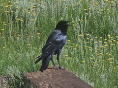 Corvus capensis