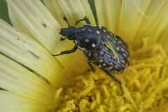 Oxythyrea testaceoguttata