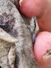 Microhyla