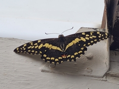 Papilio demodocus demodocus