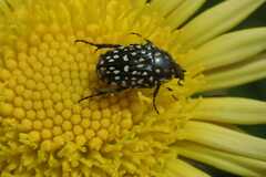 Oxythyrea testaceoguttata