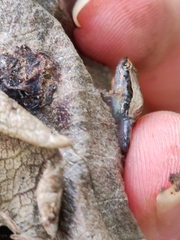 Microhyla