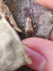 Microhyla
