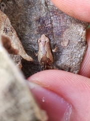 Microhyla