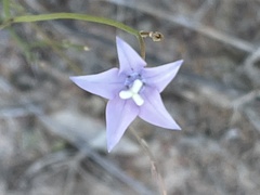 Wahlenbergia virgata