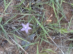 Wahlenbergia virgata