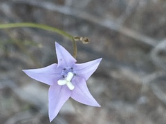 Wahlenbergia virgata